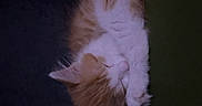 Garfield is registered to the contest to win money with this photo: animal, cat, cozy, cute, domestic_cat, fluffy, fur, indoor, mammal, nap, orange, paw, peaceful, pet, quiet, relaxed, resting, sleeping, whiskers, white