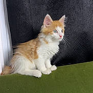 Garfield is registered to the contest to win money with this photo: animal, background, cat, curious, cute, ears, fluffy, fur, green_surface, indoor, kitten, orange, pet, side_view, sitting, soft_light, texture, whiskers, white, young