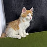 animal, background, cat, curious, cute, ears, fluffy, fur, green_surface, indoor, kitten, orange, pet, side_view, sitting, soft_light, texture, whiskers, white, young