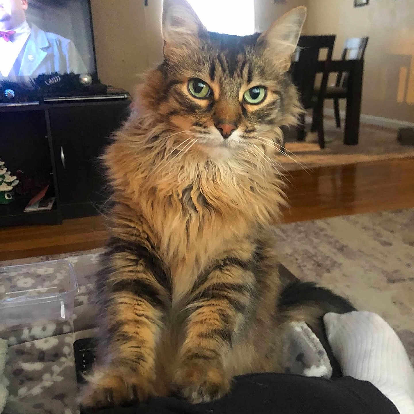 Thor joined the competition — help win amazing prizes! animal, carpet, cat, chair, curtain, cute, fluffy_fur, furniture, green_eyes, home_decor, indoor, living_room, person_lap, pet, portrait, tabby_cat, table, television, window, wooden_floor