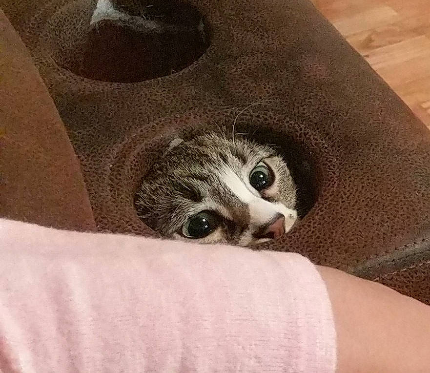 Molly Ann is registered to the contest to win money with this photo: aegean_cat, american_shorthair, asian, carnivore, cat, domestic_short_haired_cat, dragon_li, european_shorthair, eye, felidae, fur, kitten, munchkin, paw, polydactyl_cat, scottish_fold, small_to_medium_sized_cats, snout, tabby_cat, whiskers