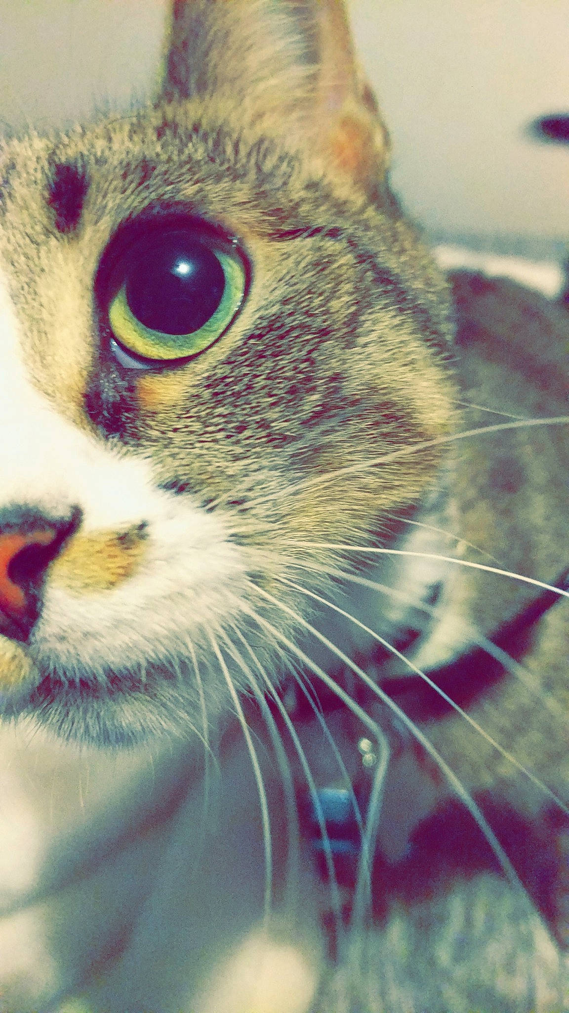 Molly Ann joined the competition — help win amazing prizes! aegean_cat, american_bobtail, american_shorthair, american_wirehair, asian, carnivore, cat, close_up, domestic_short_haired_cat, european_shorthair, eye, felidae, fur, kitten, nose, singapura, small_to_medium_sized_cats, snout, tabby_cat, whiskers