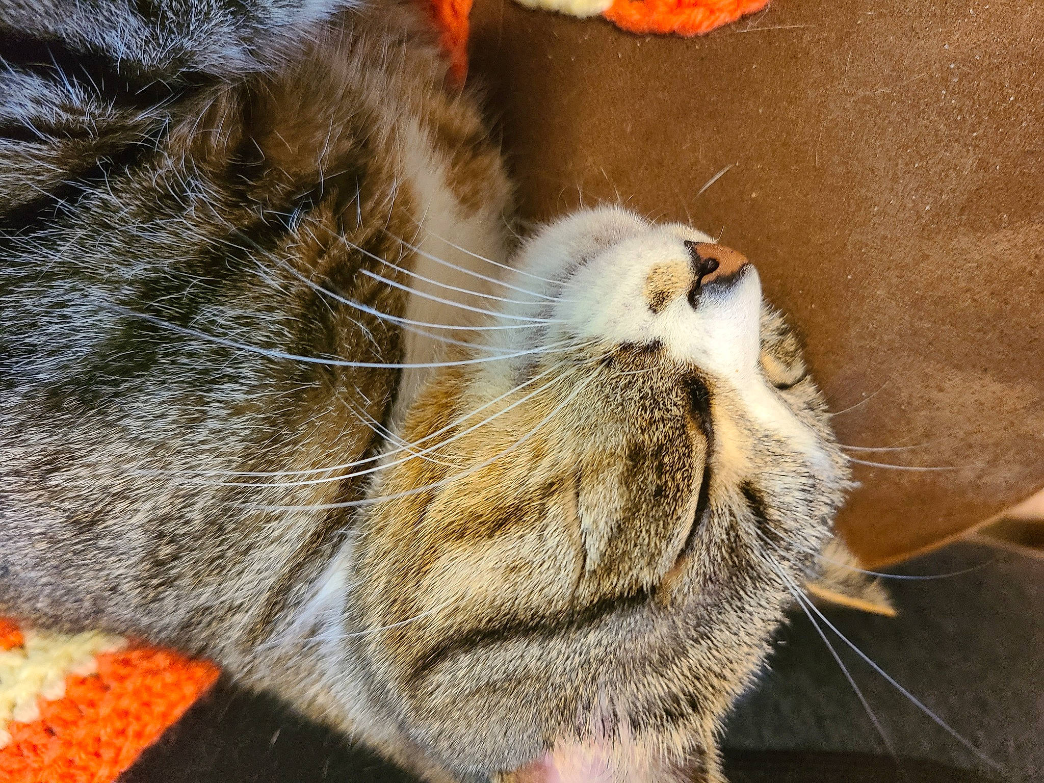Molly Ann is registered to the contest to win money with this photo: carnivore, cat, claw, close_up, domestic_short_haired_cat, european_shorthair, felidae, fur, paw, polydactyl_cat, small_to_medium_sized_cats, snout, tabby_cat, tail, whiskers