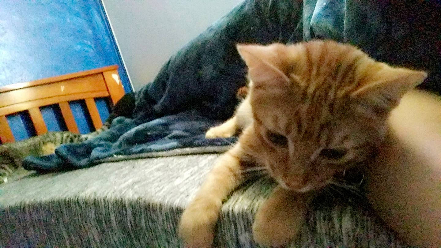 Chester Douglas joined the competition — help win amazing prizes! american_shorthair, asian, carnivore, cat, domestic_short_haired_cat, dragon_li, european_shorthair, fawn, felidae, fur, kitten, mammal, nap, pixie_bob, polydactyl_cat, small_to_medium_sized_cats, tabby_cat, whiskers