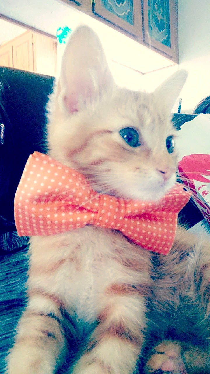 Chester Douglas is registered to the contest to win money with this photo: aegean_cat, american_shorthair, asian, carnivore, cat, colorpoint_shorthair, domestic_short_haired_cat, ear, european_shorthair, felidae, fur, kitten, mammal, ojos_azules, pink, small_to_medium_sized_cats, tail, turkish_angora, turkish_van, whiskers