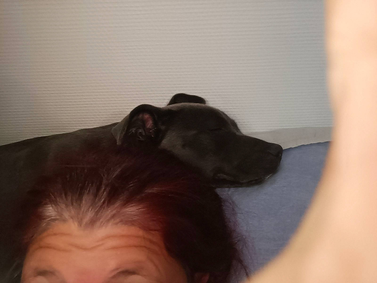 Stella a rejoint le concours — aidez-le/la à gagner de superbes lots ! carnivore, comfort, companion_dog, dog, dog_breed, ear, eyelash, flooring, fur, gesture, guard_dog, liver, retriever, sporting_group, whiskers, working_animal