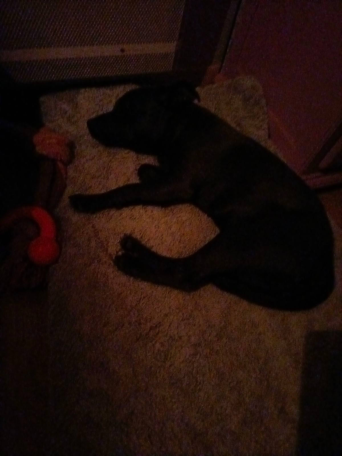 Stella a rejoint le concours — aidez-le/la à gagner de superbes lots ! canidae, carnivore, cloud, comfort, companion_dog, dog, dog_breed, fawn, flooring, foot, hardwood, human_leg, meteorological_phenomenon, sky, snout, sporting_group, sunset, tail, tints_and_shades, wood