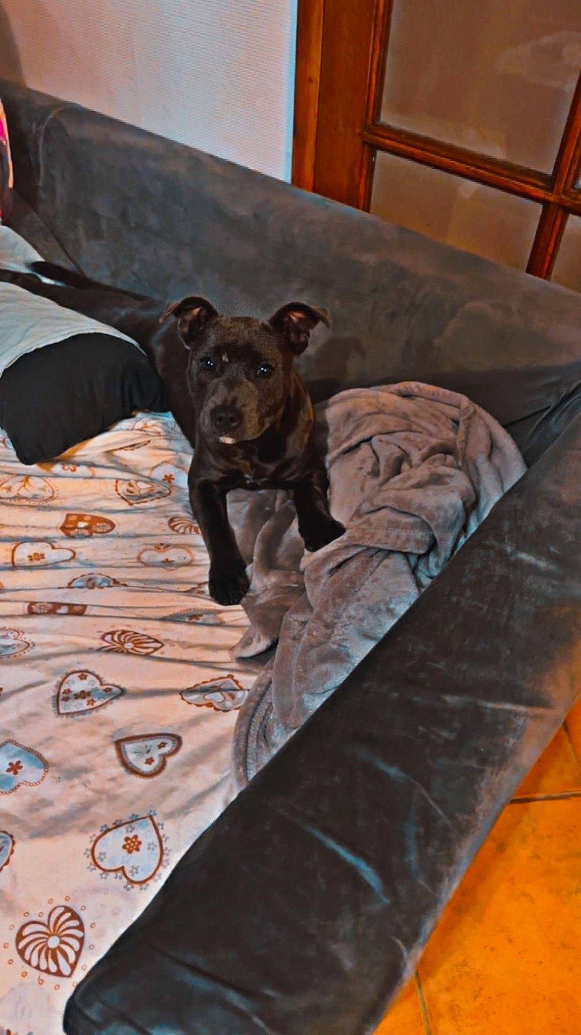 Stella participe au concours pour gagner de l'argent avec cette photo : bed, canidae, carnivore, chair, comfort, companion_dog, couch, dog, dog_breed, fawn, floor, flooring, furniture, hardwood, linens, remote_control, room, sporting_group, wood, working_animal