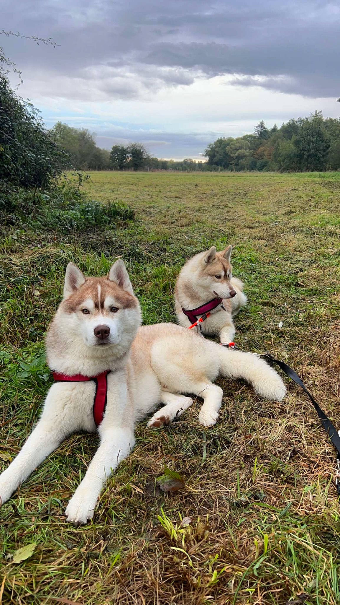 Saïko participe au concours pour gagner de l'argent avec cette photo : ancient_dog_breeds, canidae, carnivore, cloud, collar, companion_dog, dog, dog_breed, fawn, grass, non_sporting_group, plant, sky, sporting_group, tail, terrestrial_animal, tree, working_animal, working_dog