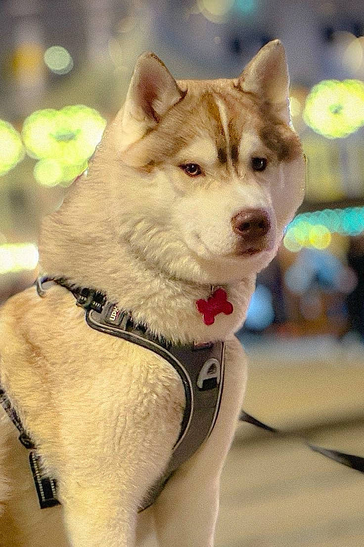 Saïko participe au concours pour gagner de l'argent avec cette photo : ancient_dog_breeds, canidae, canis, carnivore, collar, companion_dog, dog, dog_breed, dog_collar, dog_supply, fawn, fur, leash, non_sporting_group, snout, sporting_group, whiskers, working_animal, working_dog