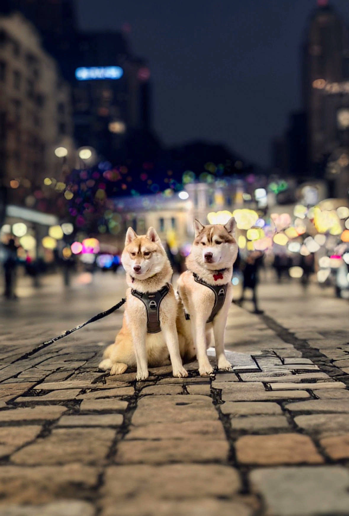 Saïko a rejoint le concours — aidez-le/la à gagner de superbes lots ! asphalt, building, carnivore, city, companion_dog, dog, dog_breed, fawn, felidae, flooring, leash, pedestrian, road, road_surface, sidewalk, sky, small_to_medium_sized_cats, street, tail, wood