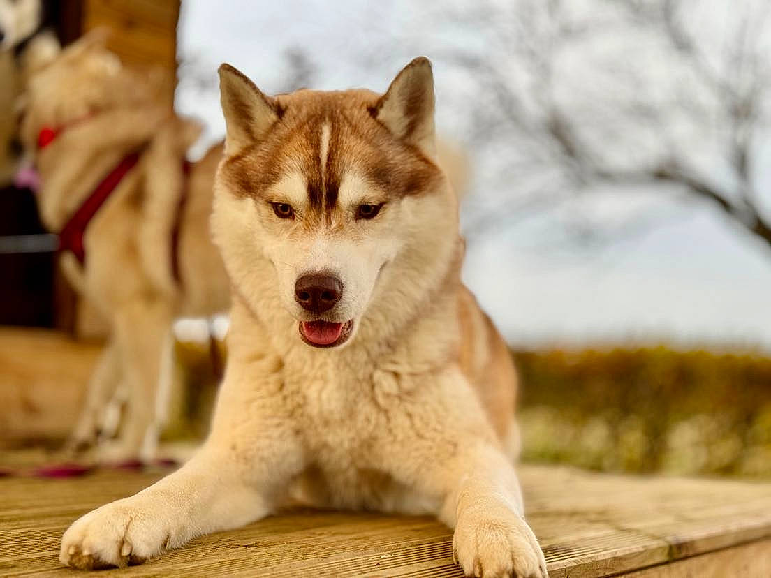 Saïko participe au concours pour gagner de l'argent avec cette photo : ancient_dog_breeds, canis, carnivore, collar, companion_dog, dog, dog_breed, fang, fawn, fur, jaw, sled_dog, sporting_group, terrestrial_animal, tree, whiskers, wolf, wood, working_animal, working_dog