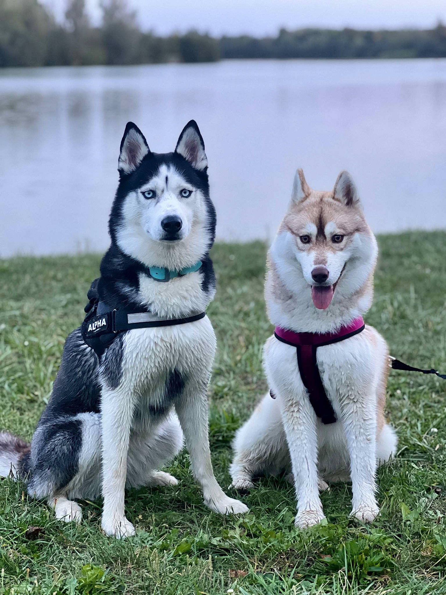 Djoy participe au concours pour gagner de l'argent avec cette photo : ancient_dog_breeds, canidae, carnivore, companion_dog, dog, dog_breed, fur, grass, lake, non_sporting_group, plant, siberian_husky, sky, sporting_group, tail, water, working_animal, working_dog
