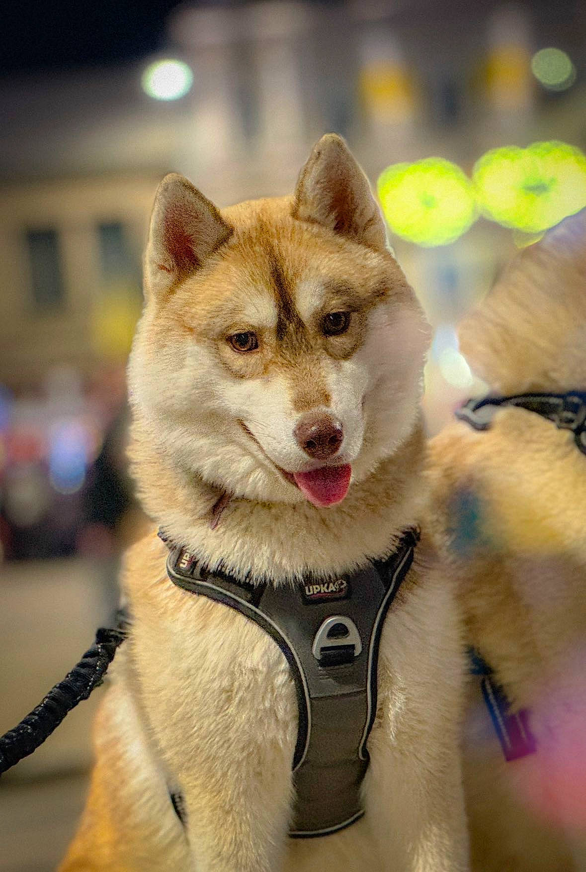 Djoy a rejoint le concours — aidez-le/la à gagner de superbes lots ! canidae, canis, carnivore, collar, companion_dog, dog, dog_breed, dog_collar, fawn, fur, leash, mammal, sled_dog, snout, sporting_group, vertebrate, whiskers, winter, wolf, working_dog