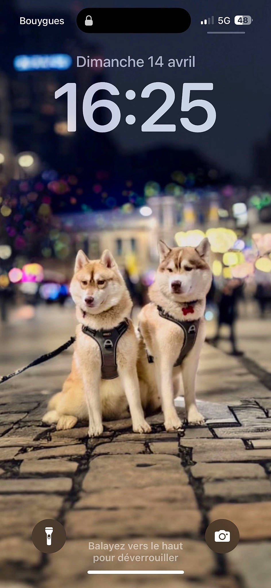 Djoy a rejoint le concours — aidez-le/la à gagner de superbes lots ! canidae, canis, carnivore, companion_dog, dog, dog_breed, dog_supply, fawn, fur, leash, logo, mammal, pet_supply, siberian_husky, sled_dog, snout, sporting_group, street, vertebrate, winter