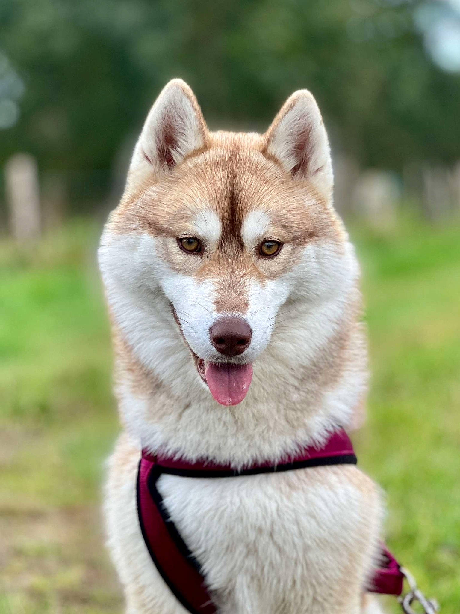 Djoy participe au concours pour gagner de l'argent avec cette photo : ancient_dog_breeds, canidae, canis, carnivore, collar, companion_dog, dog, dog_breed, fur, grass, non_sporting_group, siberian_husky, sled_dog, sporting_group, terrestrial_animal, whiskers, wolf, working_animal, working_dog