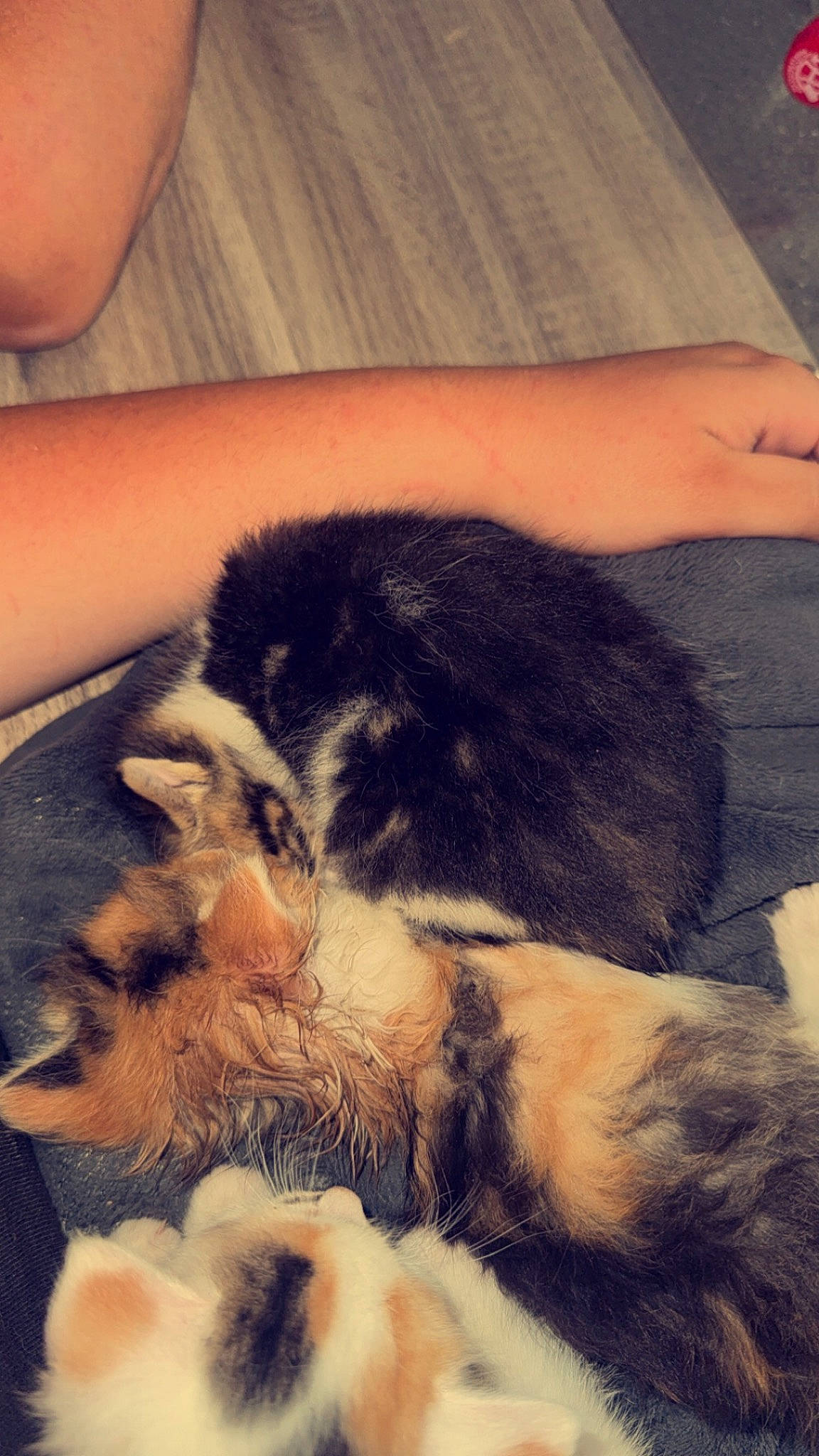 Mia participe au concours pour gagner de l'argent avec cette photo : carnivore, cat, cloud, comfort, companion_dog, dog_breed, felidae, finger, fur, hand, human_leg, nail, sky, small_to_medium_sized_cats, snout, sporting_group, tail, thumb, tints_and_shades, whiskers