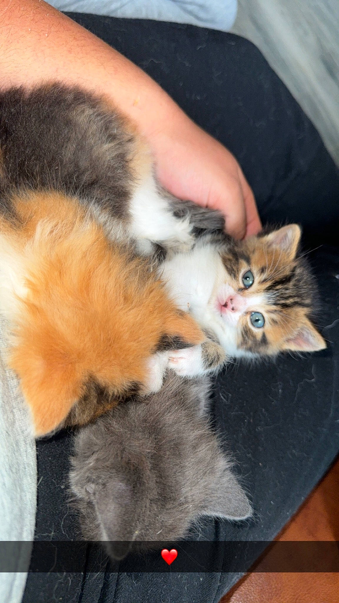 Mia a rejoint le concours — aidez-le/la à gagner de superbes lots ! carnivore, cat, claw, comfort, domestic_short_haired_cat, fawn, felidae, foot, fur, lap, paw, photo_caption, small_to_medium_sized_cats, snout, tail, whiskers