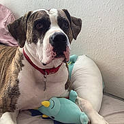 Gucci is registered to the contest to win money with this photo: dog, plush_toy, bed, collar, indoor, brown, white, brindle, animal, pet, cute, relaxed, toy, soft, pillow, resting, large_dog, muzzle, ears, floor