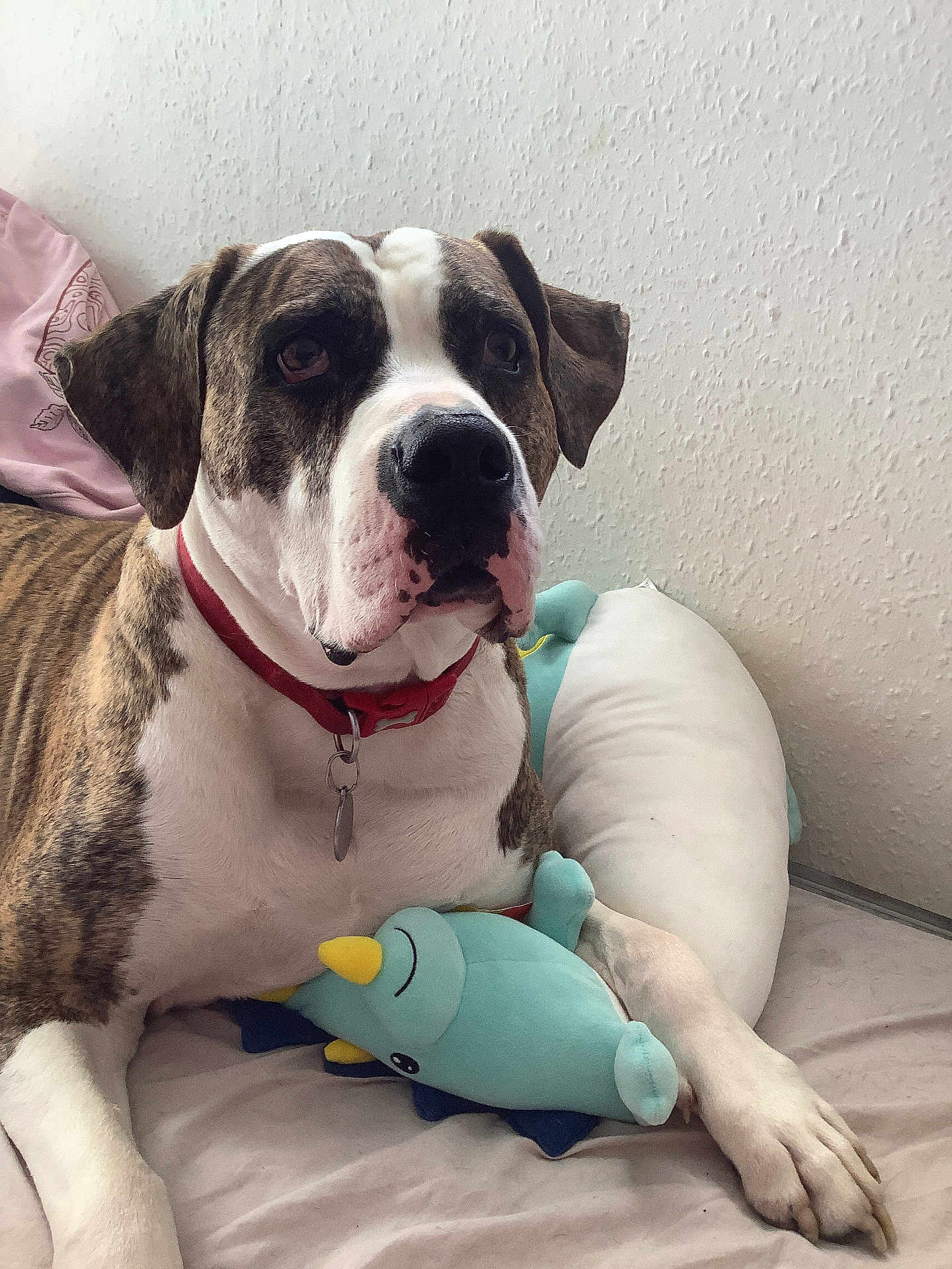 Gucci is registered to the contest to win money with this photo: dog, plush_toy, bed, collar, indoor, brown, white, brindle, animal, pet, cute, relaxed, toy, soft, pillow, resting, large_dog, muzzle, ears, floor