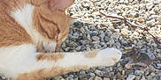 Mira participe au concours pour gagner de l'argent avec cette photo : cat, mouse, orange_cat, white_cat, rocks, outdoor, animal_interaction, paw, curiosity, nature, small_mammal, ground, daylight, wildlife, predator, prey, closeup, fur, whiskers, tail