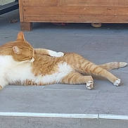 Mira a rejoint le concours — aidez-le/la à gagner de superbes lots ! cat, orange_cat, white_cat, pet, animal, lounging, outdoor, patio, tile_floor, wooden_planter, dry_leaves, relaxed, grooming, feline, domestic_cat, resting, side_view, daylight, quiet, casual