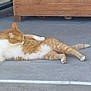 cat, orange_cat, white_cat, pet, animal, lounging, outdoor, patio, tile_floor, wooden_planter, dry_leaves, relaxed, grooming, feline, domestic_cat, resting, side_view, daylight, quiet, casual