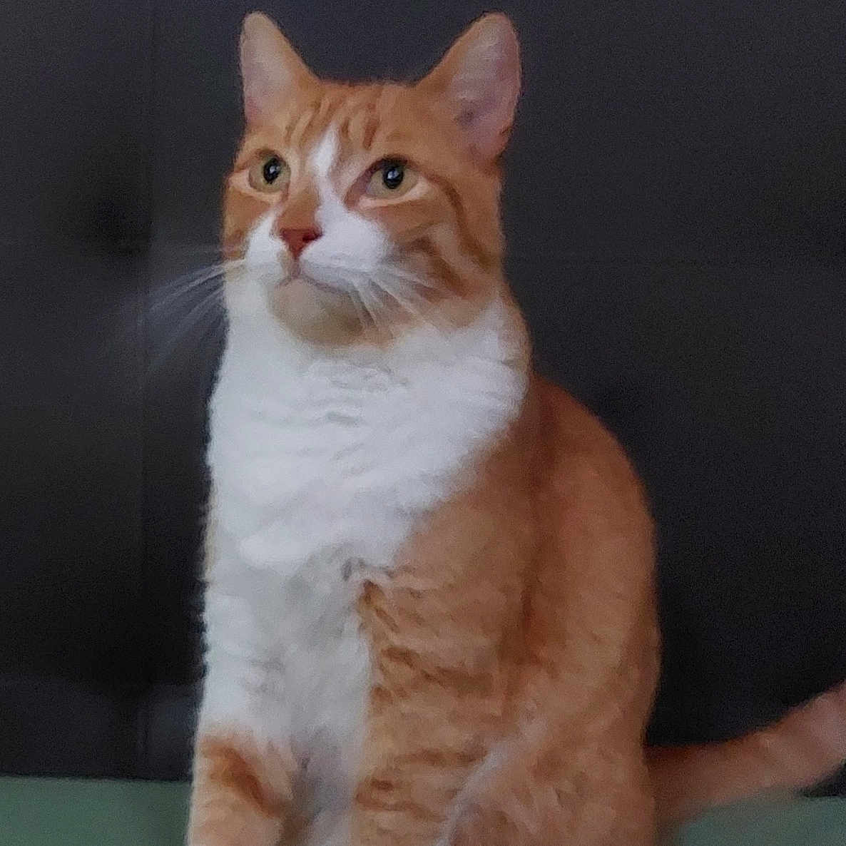 Mira participe au concours pour gagner de l'argent avec cette photo : animal, calm, cat, cute, domestic_cat, ears, feline, fur, green_surface, indoor, looking_away, orange_cat, paws, pet, portrait, quiet, sitting, tail, whiskers, white_fur