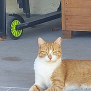 Mira participe au concours pour gagner de l'argent avec cette photo : animal, background, calm, cat, domestic_cat, feline, floor, ginger_cat, home, indoor, laying_down, pet, quiet, relaxed, resting, scooter, tile_floor, wheel, white_cat, wooden_furniture