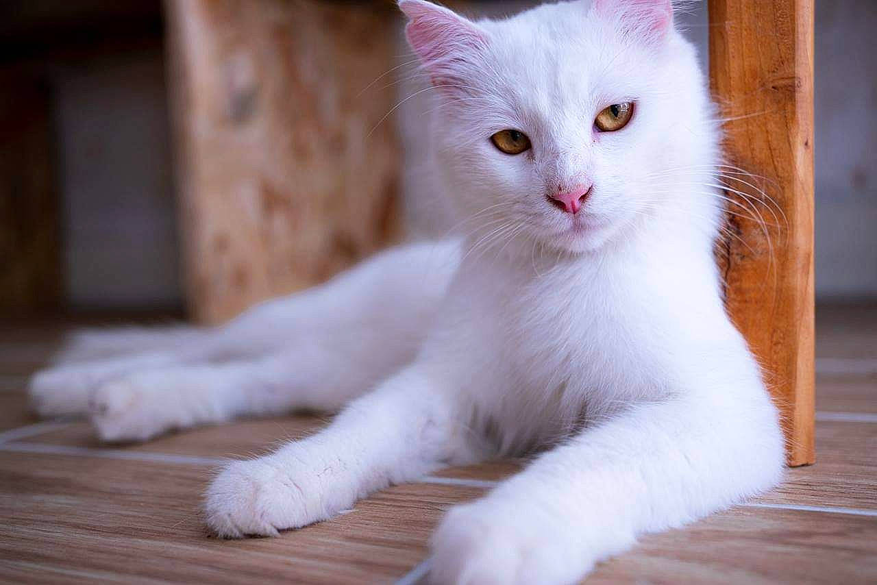 Shenzen participe au concours pour gagner de l'argent avec cette photo : balance, carnivore, cat, claw, domestic_short_haired_cat, fawn, felidae, flooring, fur, hardwood, paw, sitting, small_to_medium_sized_cats, snout, tail, terrestrial_animal, whiskers, window, wood