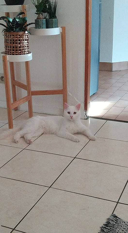 Shenzen a rejoint le concours — aidez-le/la à gagner de superbes lots ! carnivore, cat, chair, comfort, domestic_short_haired_cat, fawn, felidae, floor, flooring, fur, grey, hardwood, pattern, paw, room, small_to_medium_sized_cats, tail, whiskers, wood, wood_flooring