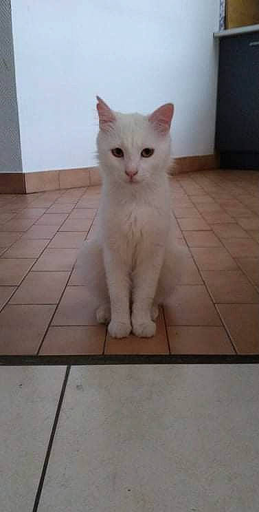 Shenzen a rejoint le concours — aidez-le/la à gagner de superbes lots ! carnivore, cat, claw, domestic_short_haired_cat, fawn, felidae, floor, flooring, foot, fur, paw, rectangle, small_to_medium_sized_cats, snout, tail, terrestrial_animal, tile, tile_flooring, whiskers, wood