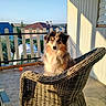 animal, calm, curious, daylight, dog, fence, furniture, garden, house, nature, outdoor, pet, porch, shadow, sitting, sky, sunlight, tile_floor, white_wall, wicker_chair