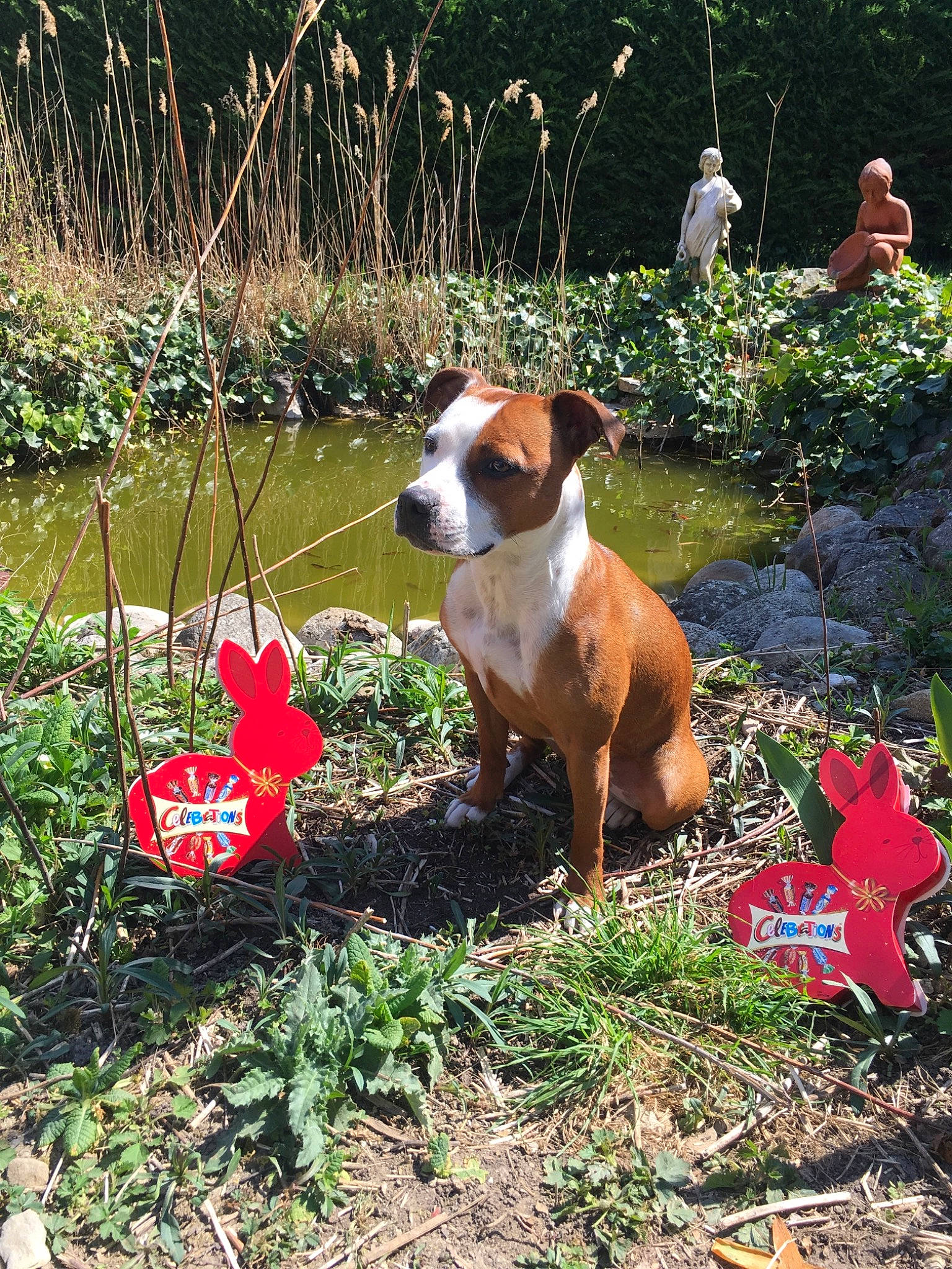 Pretty a rejoint le concours — aidez-le/la à gagner de superbes lots ! american_staffordshire_terrier, canidae, carnivore, companion_dog, dog, dog_breed, fawn, hunting_dog, mammal, plummer_terrier, posavac_hound, treeing_feist, vertebrate