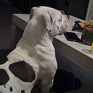 Nami participe au concours pour gagner de l'argent avec cette photo : canine, collar, dark_background, dog, floppy_ears, food, furniture, indoor, large_dog, pet, phone, photography, profile, short_hair, sitting, snacks, snout, spotted_dog, table, white_dog