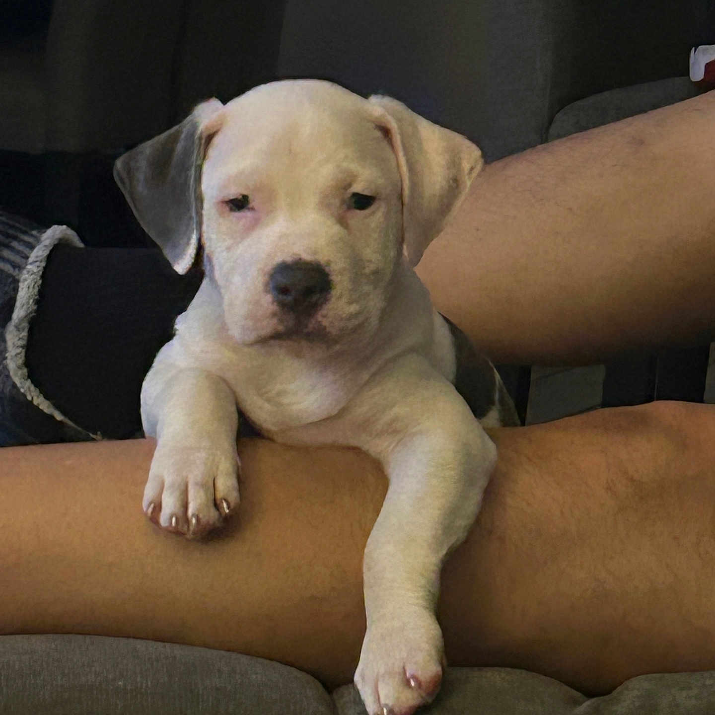 Frankie joined the competition — help win amazing prizes! puppy, dog, canine, pet, animal, white_dog, short_hair, floppy_ears, paws, sleepy, cute, sitting, lounging, lap, person, indoor, couch, home, portrait, adorable