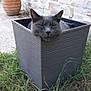 cat, grey_cat, planter, grass, outdoor, pet, animal, relaxed, happy, nature, stone_wall, container, greenery, face, ears, feline, resting, garden, peaceful, cute