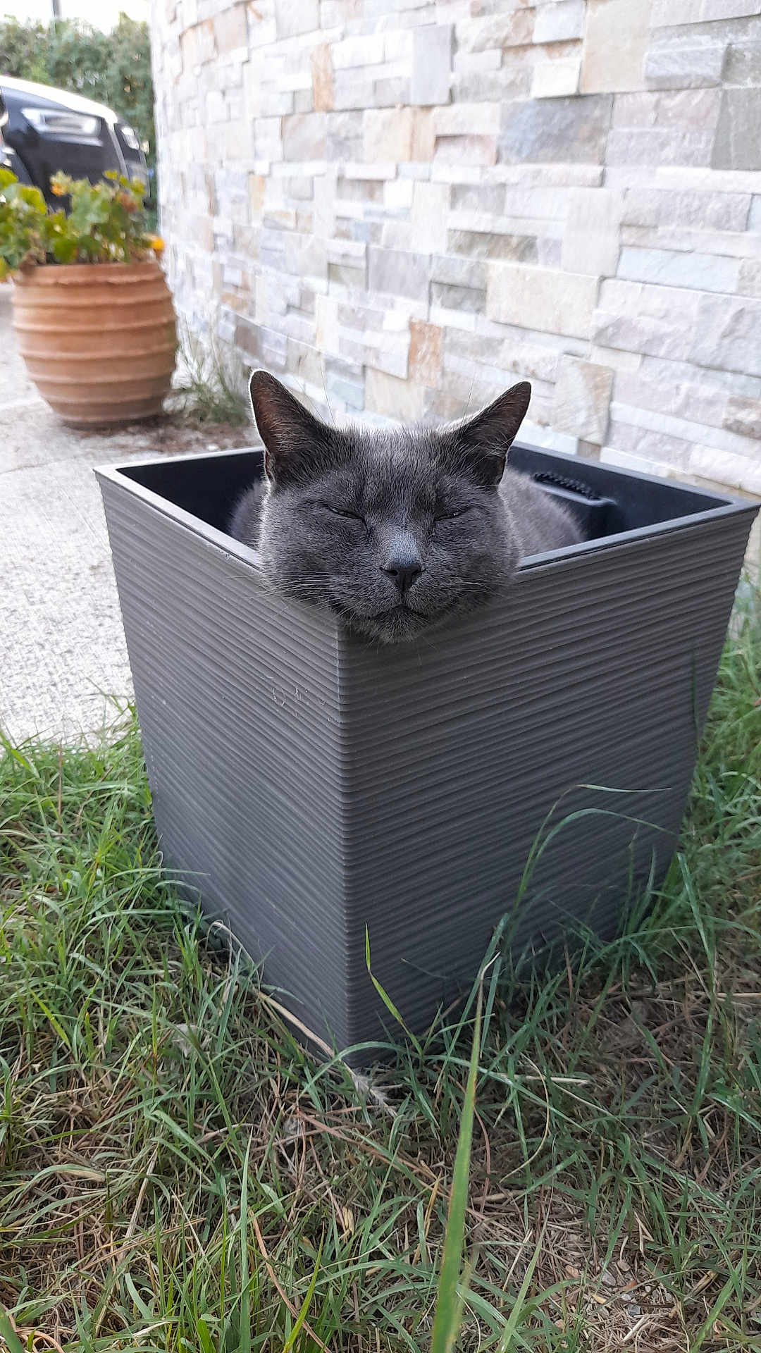 Petitloup participe au concours pour gagner de l'argent avec cette photo : cat, grey_cat, planter, grass, outdoor, pet, animal, relaxed, happy, nature, stone_wall, container, greenery, face, ears, feline, resting, garden, peaceful, cute