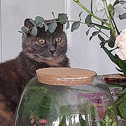 Mamounette participe au concours pour gagner de l'argent avec cette photo : cat, glass_jar, plants, flower, leafy_branch, terrarium, greenery, indoor, curious, feline, nature, decor, pet, closeup, yellow_eyes, white_flower, cork_lid, background, still_life, houseplant