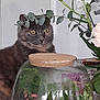 cat, glass_jar, plants, flower, leafy_branch, terrarium, greenery, indoor, curious, feline, nature, decor, pet, closeup, yellow_eyes, white_flower, cork_lid, background, still_life, houseplant