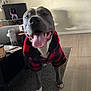 dog, pitbull, pet, tongue_out, smiling, jacket, plaid_jacket, red_black, indoor, living_room, rug, wooden_floor, paws, close_up, portrait, happy, furniture, laptop, beverage_can, wall_art