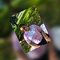 Synthia P.