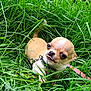 Azaro a rejoint le concours — aidez-le/la à gagner de superbes lots ! chihuahua, puppy, dog, grass, greenery, leash, collar, outdoor, pet, cute, small_dog, tongue_out, nature, animal, young_dog, playful, closeup, summer, paw, fur