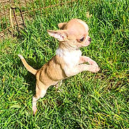 Azaro participe au concours pour gagner de l'argent avec cette photo : chihuahua, puppy, dog, grass, outdoor, sunny, small_dog, alert, leaping, pet, animal, ears, eyes, tail, nature, yard, cute, young, active, fur