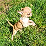 active, alert, animal, chihuahua, cute, dog, ears, eyes, fur, grass, leaping, nature, outdoor, pet, puppy, small_dog, sunny, tail, yard, young