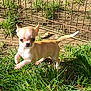 Azaro a rejoint le concours — aidez-le/la à gagner de superbes lots ! dog, puppy, chihuahua, grass, outdoor, sunlight, small_dog, pet, animal, fence, brown, cute, young, nature, playful, walking, ears, tail, ground, daylight