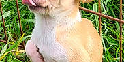 Azaro participe au concours pour gagner de l'argent avec cette photo : puppy, chihuahua, dog, tongue_out, grass, outdoor, fence, small_dog, cute, pet, animal, young, tan, white, ears, eyes, snout, fur, mischievous, playful