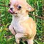animal, chihuahua, cute, dog, ears, eyes, fence, fur, grass, mischievous, outdoor, pet, playful, puppy, small_dog, snout, tan, tongue_out, white, young