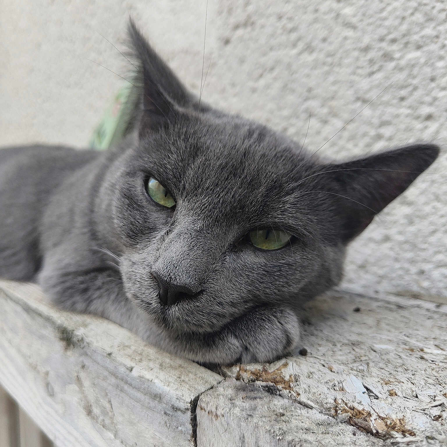 Souris