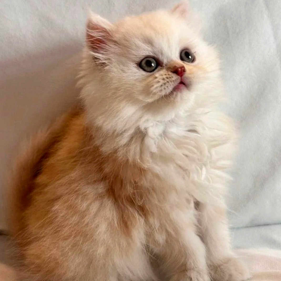 Simba joined the competition — help win amazing prizes! adorable, animal, cat, closeup, curious, cute, domestic_cat, feline, fluffy, fur, indoor, kitten, light, mammal, pet, portrait, sitting, soft, whiskers, young